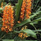 5 Tropical Plant Seeds Hedychium Coccineum   Orange Bottlebrush Ginger        #IEB42