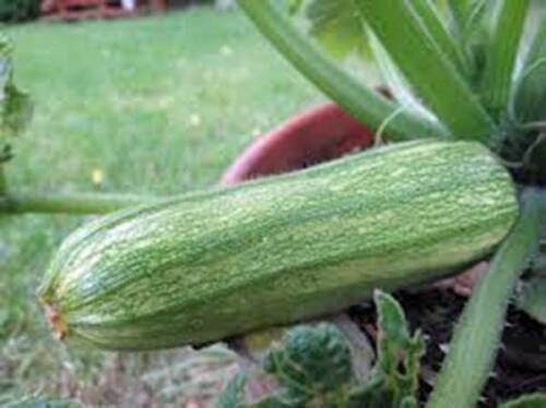 25   Squash Seeds  Summer Cocozelle  #IEB46
