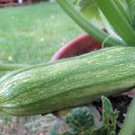 25   Squash Seeds  Summer Cocozelle  #IEB46