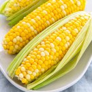20 vegetable seeds Golden Bantam Corn  Sweet   #IEB46