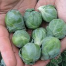 25 vegetable seeds Brussel Sprouts   Catskill, easy to grow   #IEB46