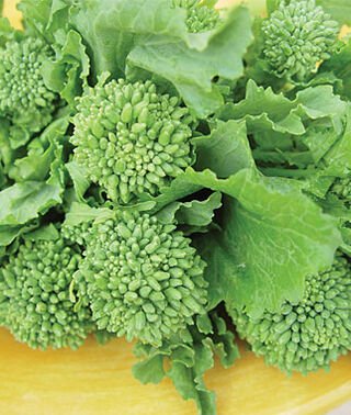 100 seeds Broccoli Raab   Rapini   #IEB46