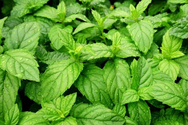 20 seeds Peppermint    #IEB46