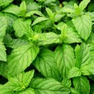 20 seeds Peppermint    #IEB46