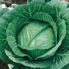 25 vegetable seeds Cabbage   Jersey Wakefield  #IEB46