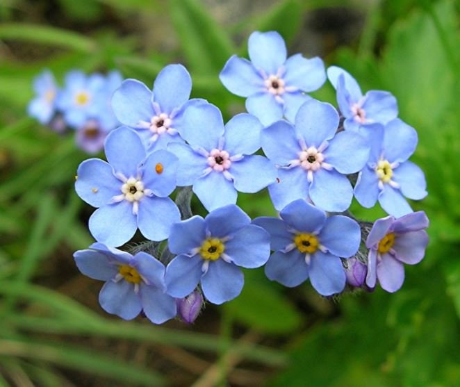 100 flower seeds Forget Me Not blue color    #IEB46
