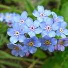 100 flower seeds Forget Me Not blue color    #IEB46