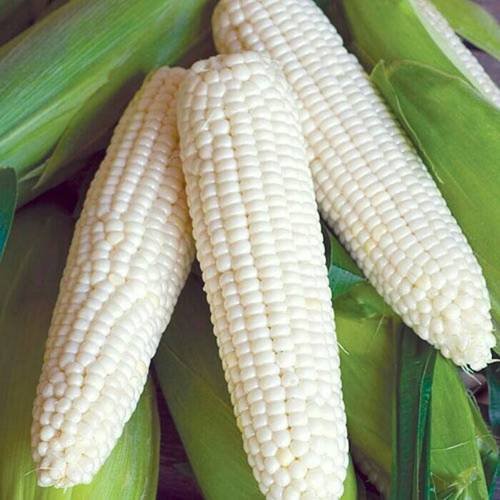 500 vegetable seeds Corn White, easy to grow  #IEB46