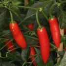 100 seeds Pepper   Serrano red, easy to grow  #IEB46