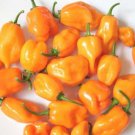 100 seeds Pepper   Habenero Orange Heirloom    #IEB46