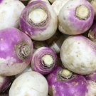 100 seeds Rutabaga  American Purple Top   #IEB46