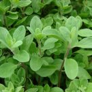 100 Marjoram Seed   Sweet  Heirloom    #IEB46