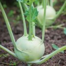 100 seeds Kohlrabi   Early White Vienna    #IEB46