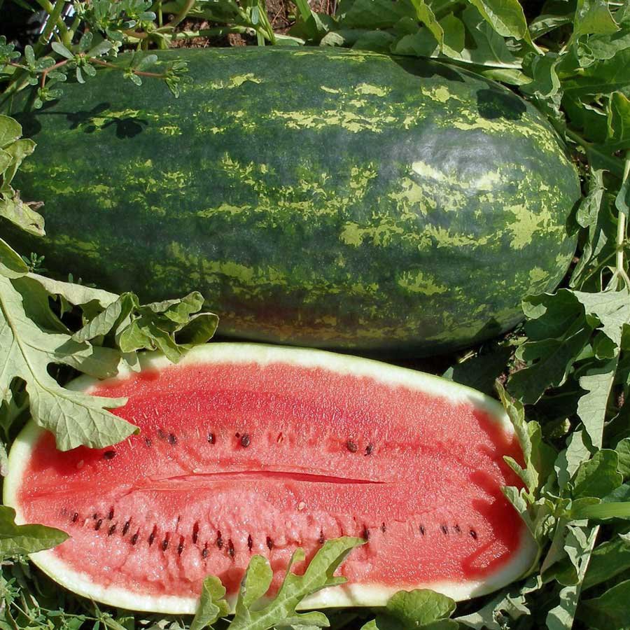 100 seeds Kleckley's Sweet Watermelon Heirloom  #IEB46