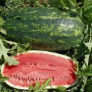 100 seeds Kleckley's Sweet Watermelon Heirloom  #IEB46