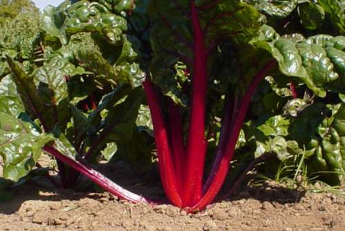 500 seeds Swiss Chard Ruby RedvHeirloomv  #IEB46