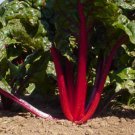 500 seeds Swiss Chard Ruby RedvHeirloomv  #IEB46