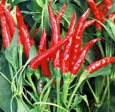 500 seeds Pepper   Thai Hot  Heirloom,     #IEB46