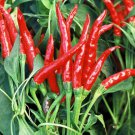 500 seeds Pepper   Thai Hot  Heirloom,     #IEB46