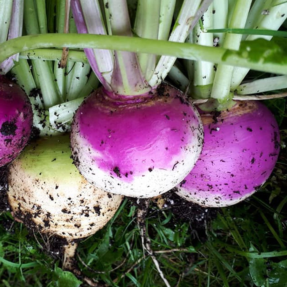 50 seeds Turnip  Purple Top White Globe   #IEB46