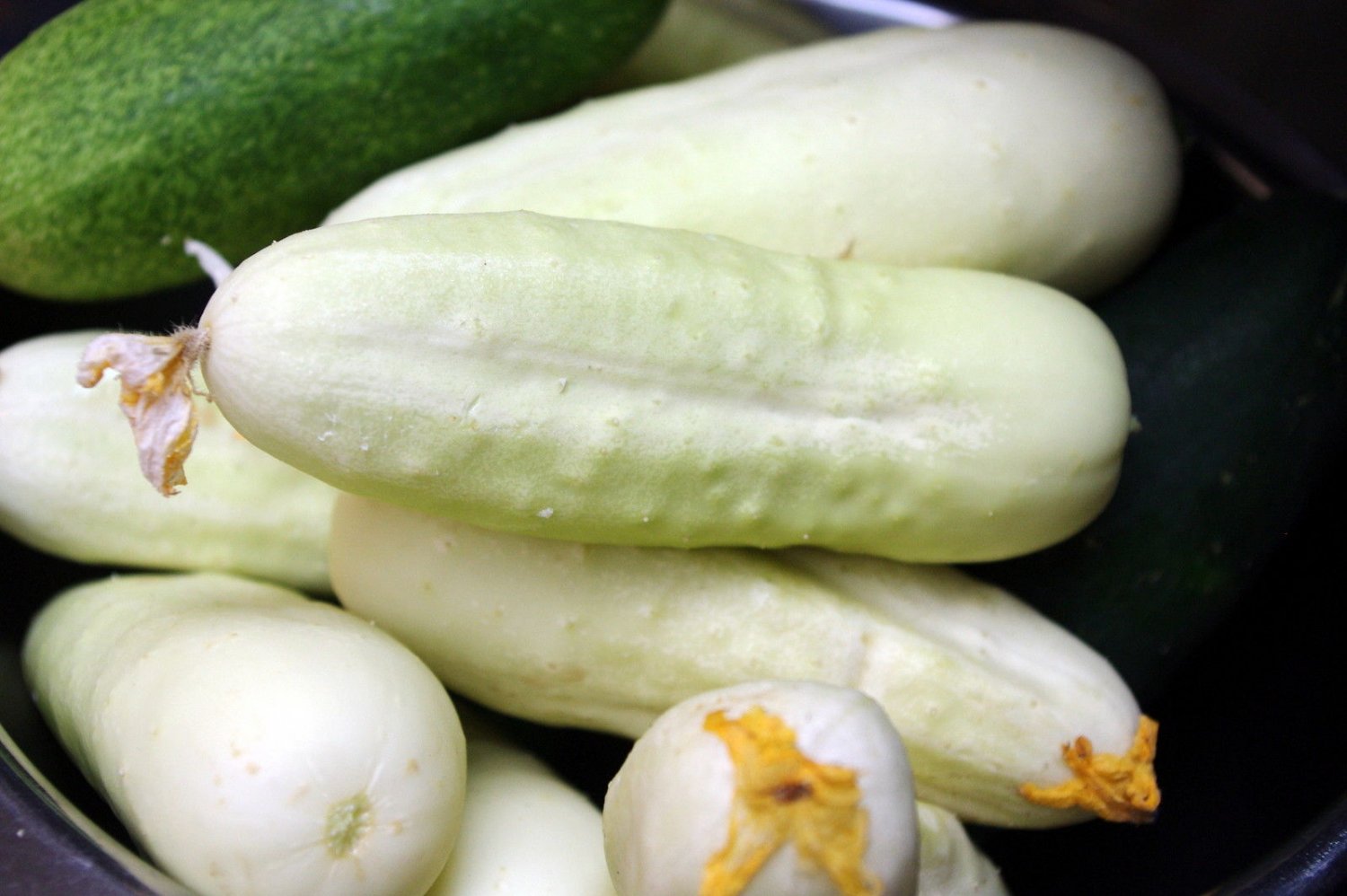 25 vegetable seeds Cucumber   White Wonder   #IEB47