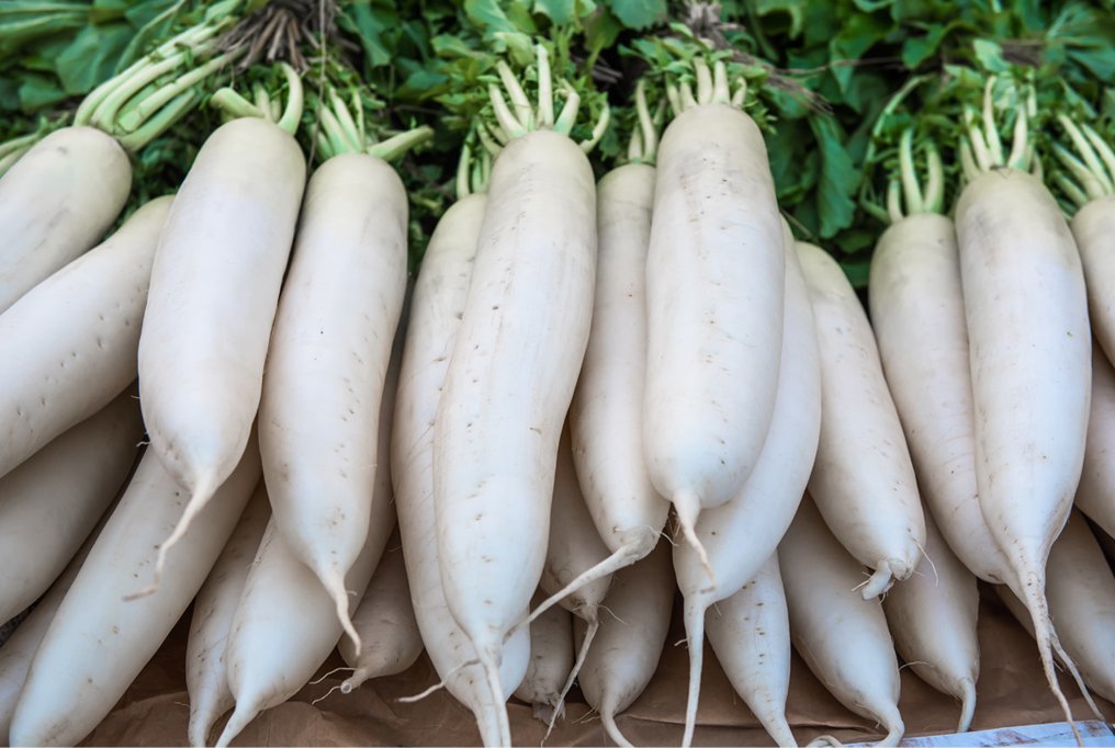 100 vegetable Seeds Radish  White Icle Icicle  #IEB47