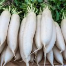 100 vegetable Seeds Radish  White Icle Icicle  #IEB47