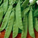25 vegetable Seeds Pea   Sugar Daddy   #IEB47