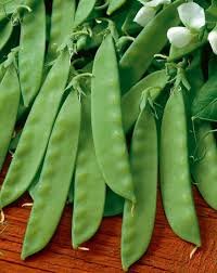 25 vegetable Seeds Pea   Sugar Daddy   #IEB47