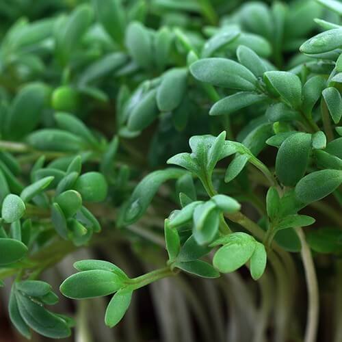 200 Vegetable Seeds Cress  Curled, Easy To Grow   #IEB47