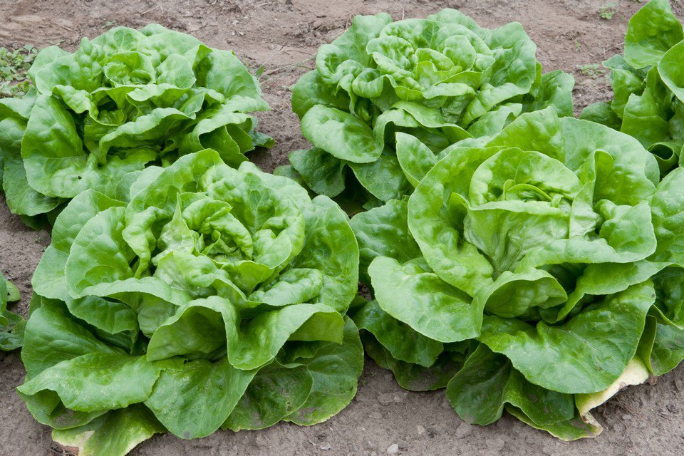 500 vegetable seeds  Butter Crunch Lettuce   #IEB47