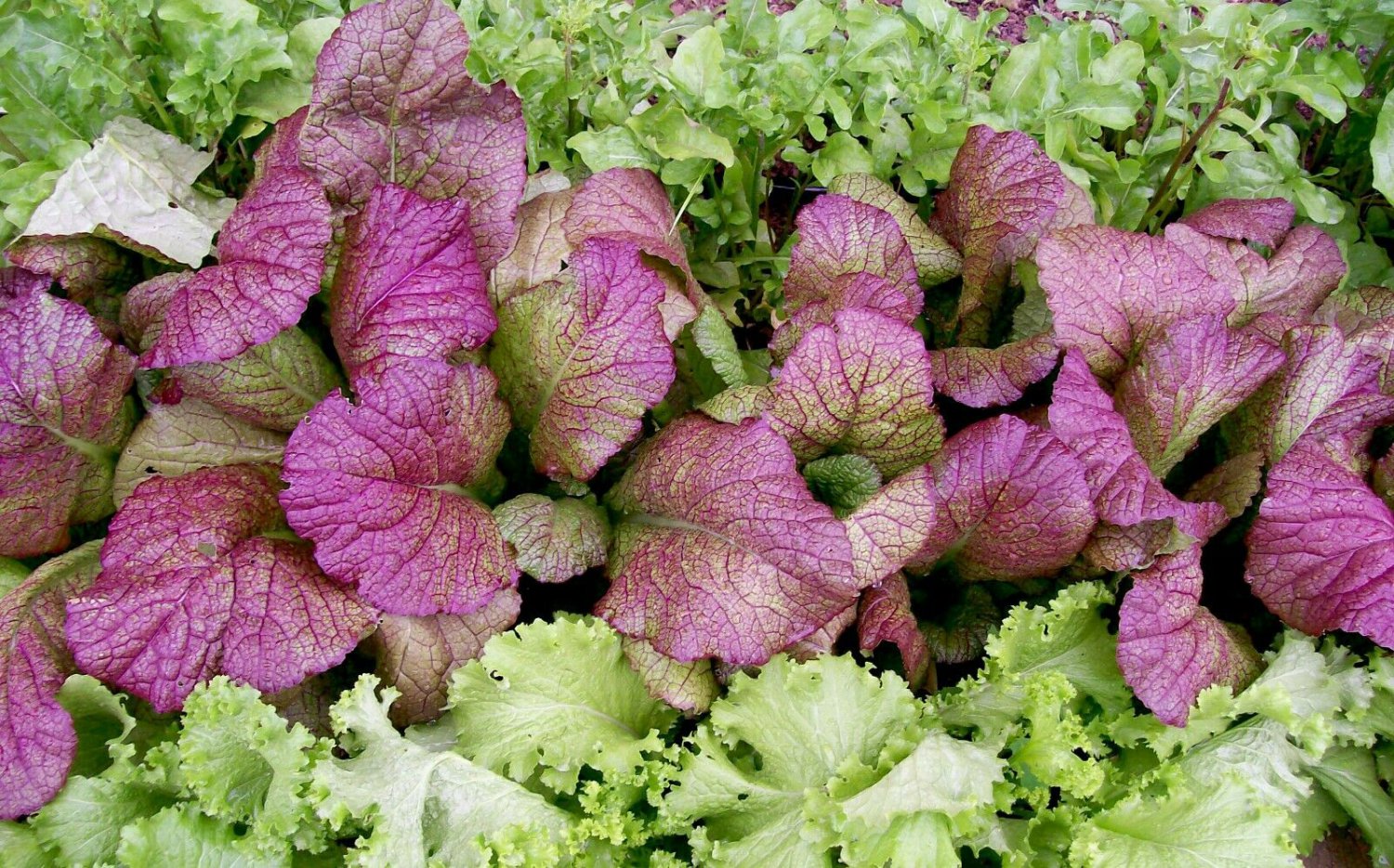 100 vegetable seeds  Mustard Giant Red    #IEB47