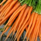 700 vagetable seeds Carrot Tendersweet Seeds Fresh   #IEB47