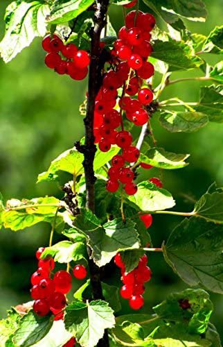 20 flower seeds  Red Wax Currant Edible    #LMES2
