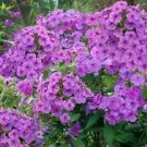 10 Flower Seeds Tall Purple Phlox Paniculata, fast growing       #LMES2