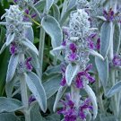 100 flower seeds Lambs Ear Byzantina, easy to grow       #LMES2
