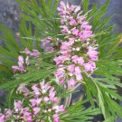 100 Flower Seeds Pink Chinese Motherwort Leonurus Japonicus    #LMES2