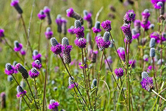 700 Flower Seeds Purple Prairie Clover Dalea Purpureum, easy to grow     #LMES2