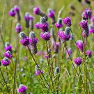 700 Flower Seeds Purple Prairie Clover Dalea Purpureum, easy to grow     #LMES2