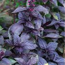 500 Herb Seeds Dark Opal Basil Purple Basilicum, easy to grow        #LMES2