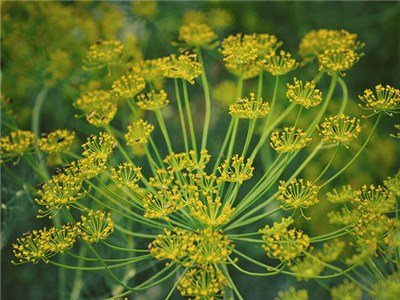 2500 Herb Seeds Bouquet Dill Anethum Graveolens, easy to grow        #LMES2