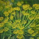 2500 Herb Seeds Bouquet Dill Anethum Graveolens, easy to grow        #LMES2