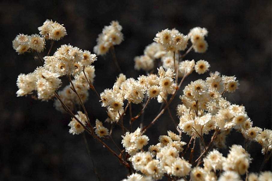 100 Flower Herb Seeds White Sweet Everlasting Gnaphalium       #LMES2