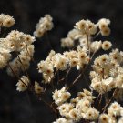 100 Flower Herb Seeds White Sweet Everlasting Gnaphalium       #LMES2