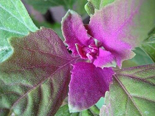 100 Vegetable Seeds Giant Goosefoot Chenopodium Giganteum Purple Magenta Spreen    #LMES2