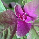 100 Vegetable Seeds Giant Goosefoot Chenopodium Giganteum Purple Magenta Spreen    #LMES2