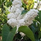 20 flower seds  White Tree Lilac Hummingbird Fragrant Peking   #LMES2