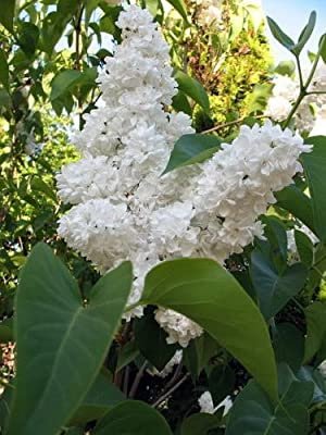 20 flower seds  White Tree Lilac Hummingbird Fragrant Peking   #LMES2