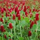 3000 flower seeds French Crimson Clover Trifolium Incarnatum         #LMES2