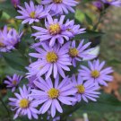 100 Flower Seeds Purple Prairie Aster Tanacetifolia  #LMES2